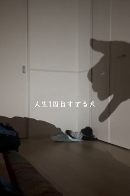 壁に手の影を映す