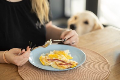 食事する女性と見つめる犬