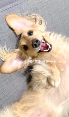 笑顔の小型犬