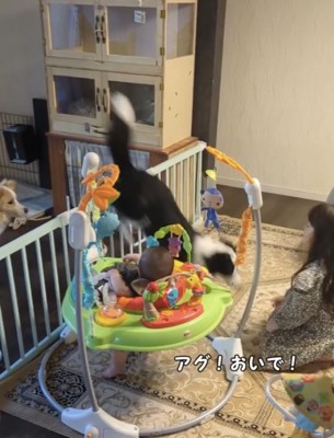 柵を飛び越える犬2