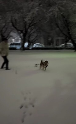 ボール遊びもお手の物