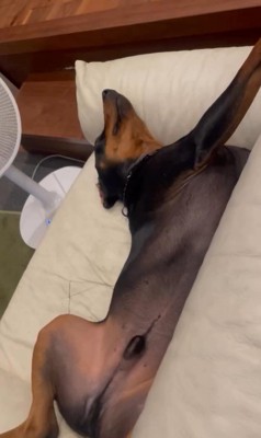 テンくんとニルくんの違い⑩