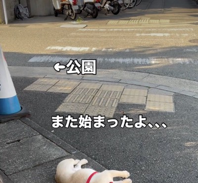 帰る気がない犬がいる…？