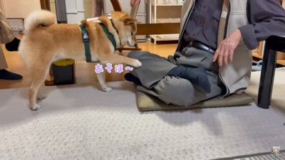 おじいちゃんの足をつつく富くん