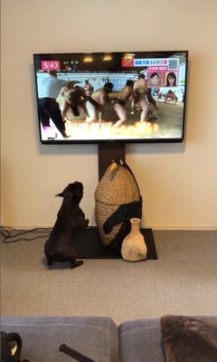 相撲の稽古映像を見たちこ丸くん5