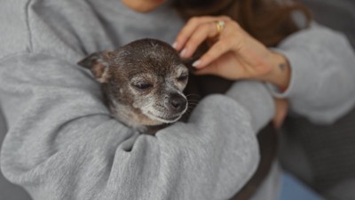 うとうとする老犬