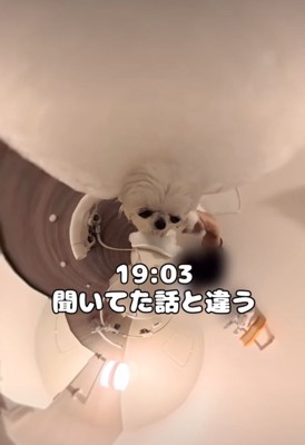 シャンプーする犬