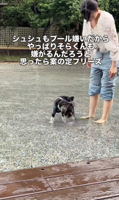 初めてプールに入ったそらまめ君4