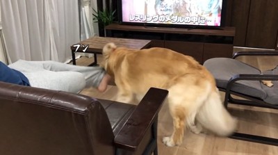 ズボンの裾を引っ張る犬2