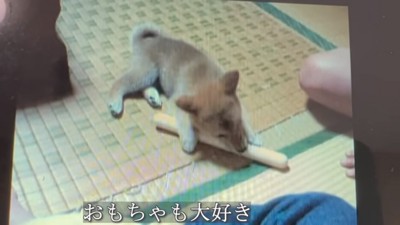 おもちゃで遊ぶあいちゃん