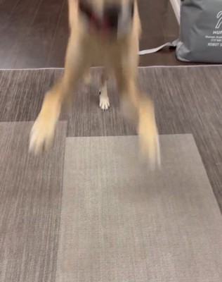 ピョンピョン飛んで駆け寄ってきた♪