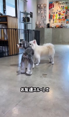 トリミング後のなぎちゃん5