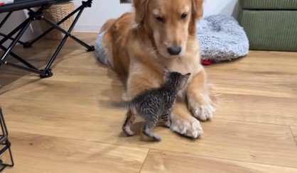 子猫もヒナちゃんに興味津々