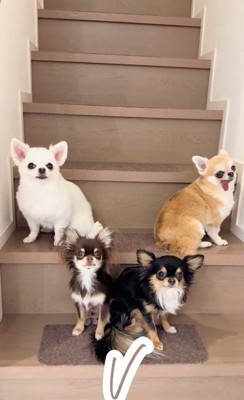 Vを作るチワワたち