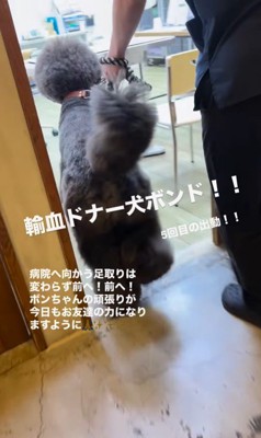 輸血ドナー犬として出動するボンドくん9