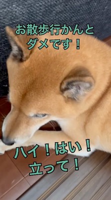 唸る犬に話しかける飼い主