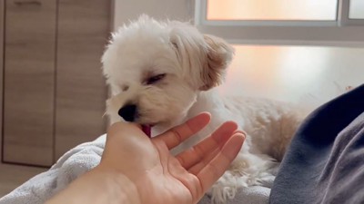 飼い主さんの看病中