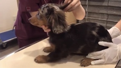 耳を触られる犬