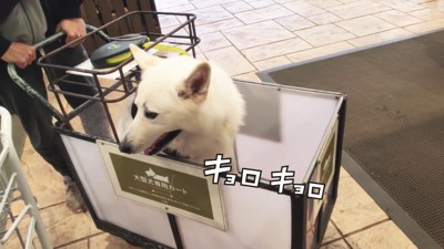 不安そうにキョロキョロ