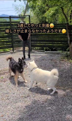 ホタテくんとダリルくんの再会10