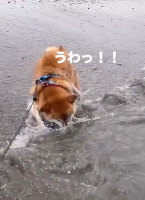 また高波に驚く海くん