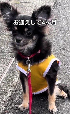 4ヶ月たったのに…