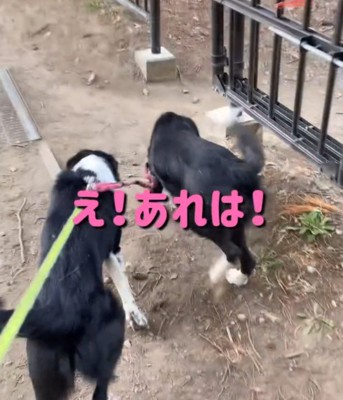 走る2匹の犬1