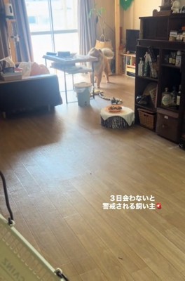 遠くから観察するうーちゃん