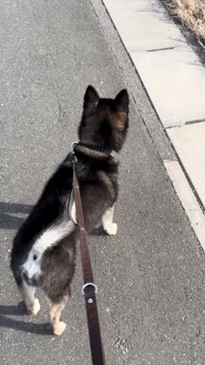 遠くを見る黒柴の後ろ姿