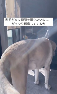 きぬちゃんと立つ練習中の赤ちゃん7