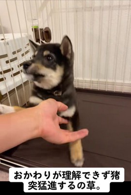 芸の練習中のもずくちゃん6