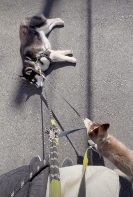 全力で引っ張る弟