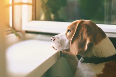 寂しそうに窓の外を覗く犬