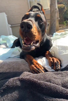 タイソンくんが回復するまで5