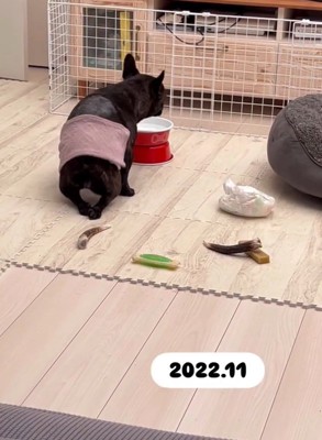 後ろ足にマヒが残ったあずきちゃん