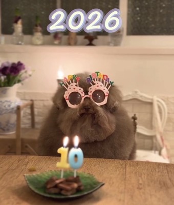 メガネをかけた犬