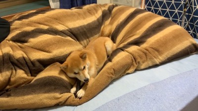 飼い主さんのベッドでまったり♪