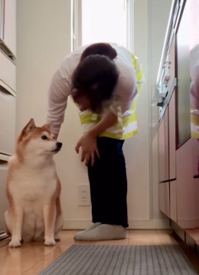 居座り続ける柴犬