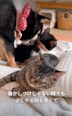 眠る子猫