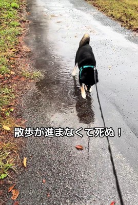 水たまりに興味津々のくろまめ君3