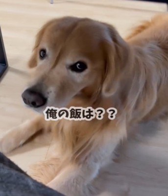 アップで見つめる犬