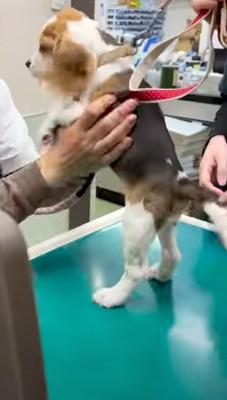 診察台の上に乗せると…