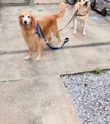 待機する2匹の大型犬