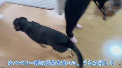 楽しいお留守番だったね