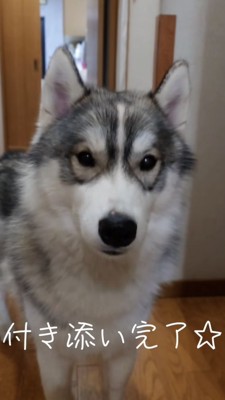 カメラ目線のハスキー