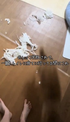 破れた紙が散らばる床と走り抜ける犬の影