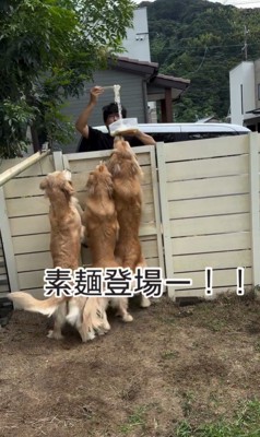 流しそうめんをする大型犬3頭3