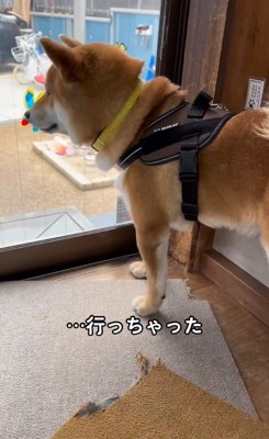 寂しいこむぎ君1