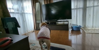 テレビの方に向かって歩いている犬の後ろ姿