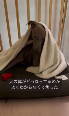 ソファで丸まるプットくん4